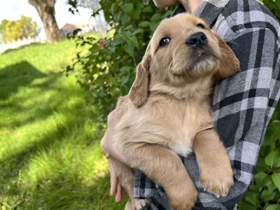 Red Golden Retriever Pups Full AKC, Health Tested