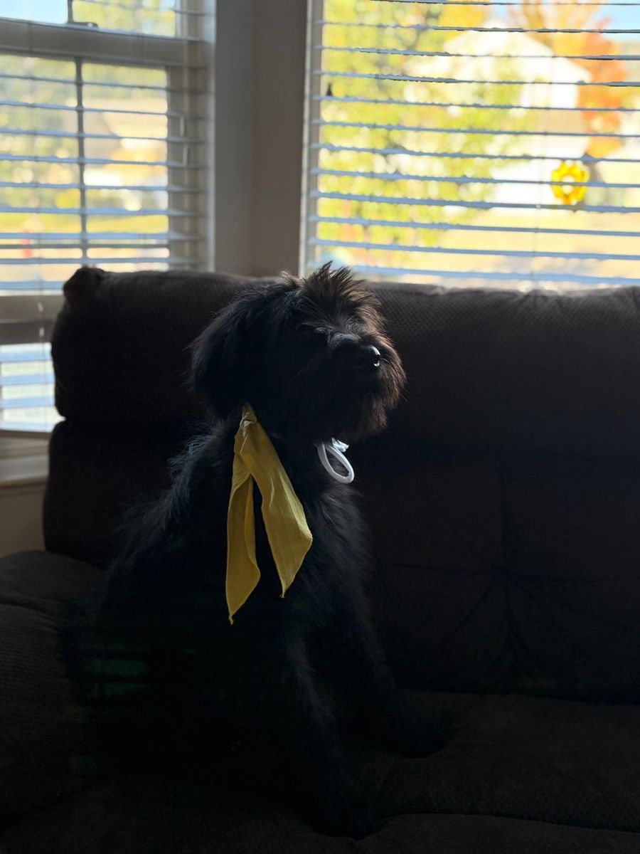 Giant Schnauzer 16 weeks old