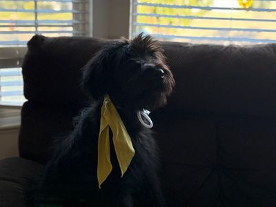 Giant Schnauzer 16 weeks old