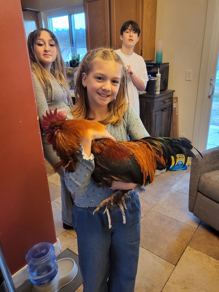 Beautiful Rooster For Sale - Vibrant Plumage, Healthy and Active
