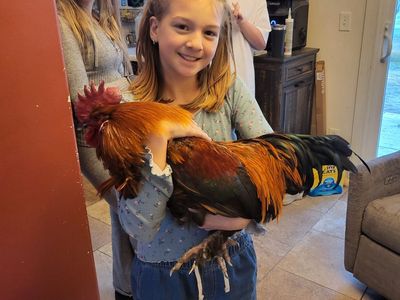 Beautiful Rooster For Sale - Vibrant Plumage, Healthy and Active