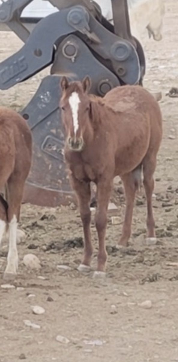 Red roan filly