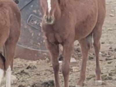 Red roan filly
