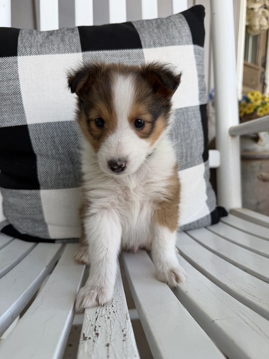AKC Sheltie/Shetland Sheepdog Puppies