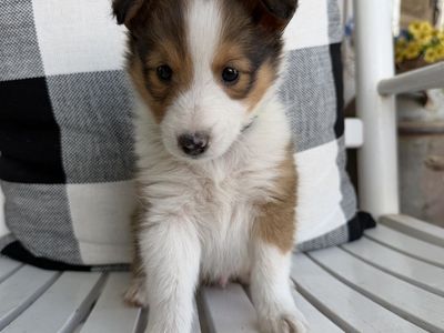 AKC Sheltie/Shetland Sheepdog Puppies