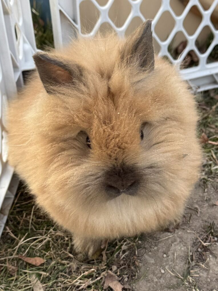 Purebred Lionhead & Holland Lop Bunnies