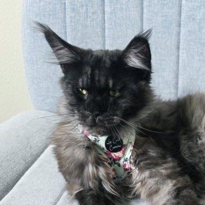 Maine Coon Black Smoke Female, 9 mos