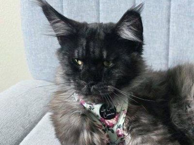 Maine Coon Black Smoke Female, 9 mos