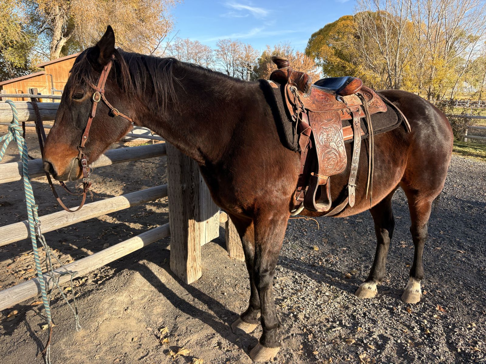 Standardbred Bay Gelding