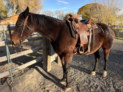 Standardbred Bay Gelding