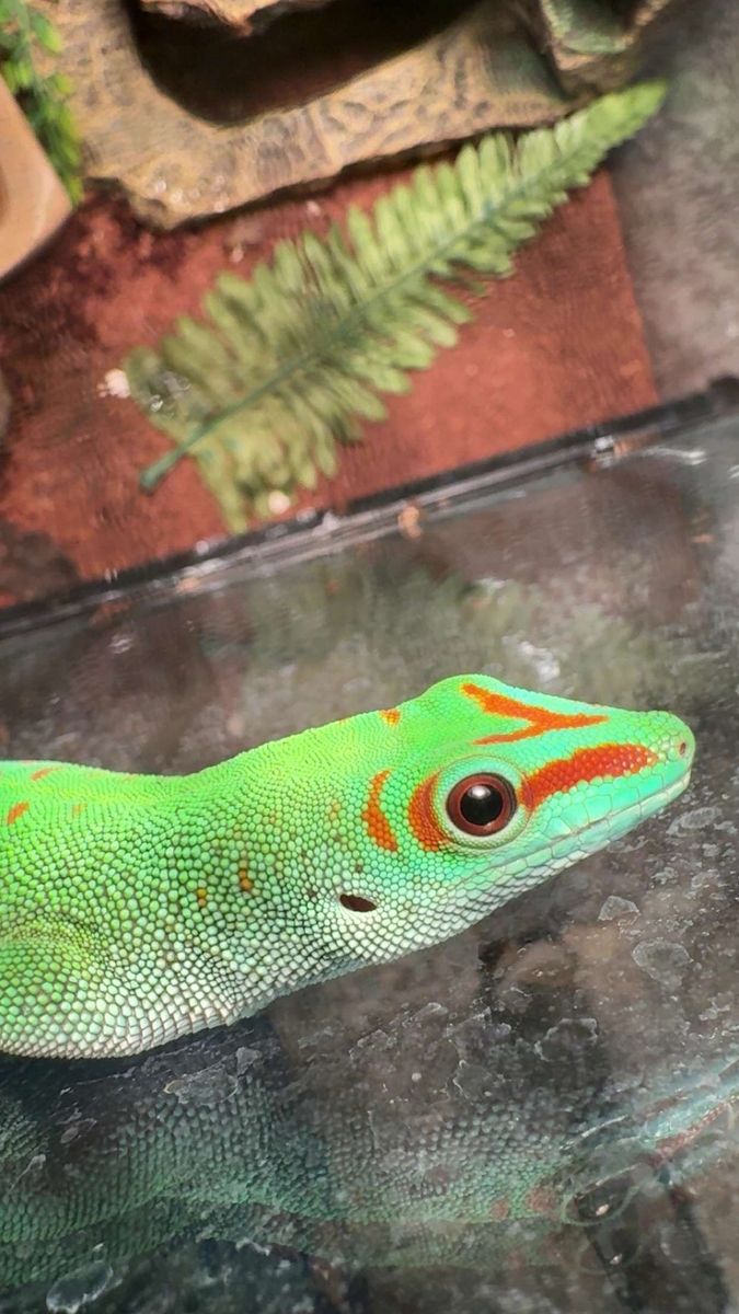 2 giant day geckos