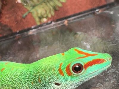 2 giant day geckos