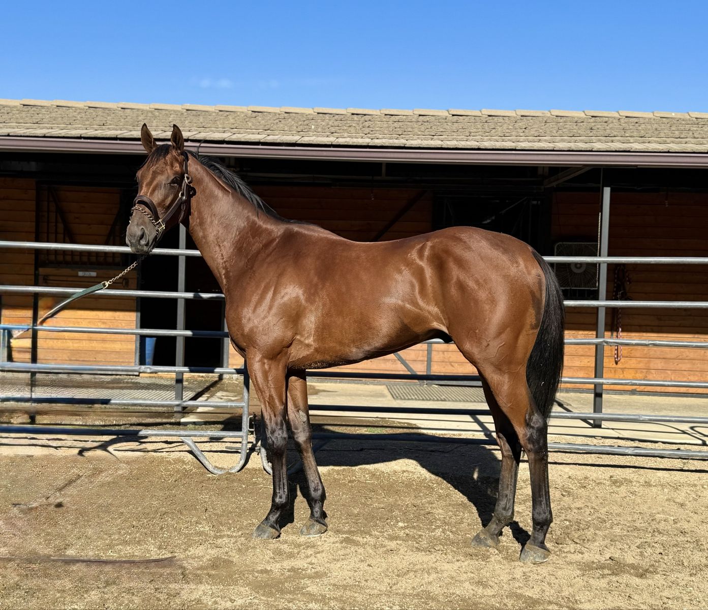 OTTB Sporthorse Prospect