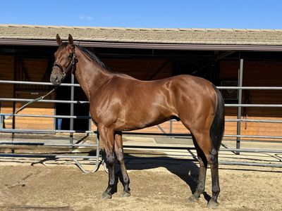 OTTB Sporthorse Prospect