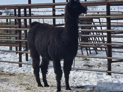 Female Llama