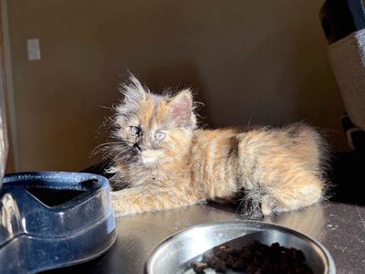 Bobtailed Kitten