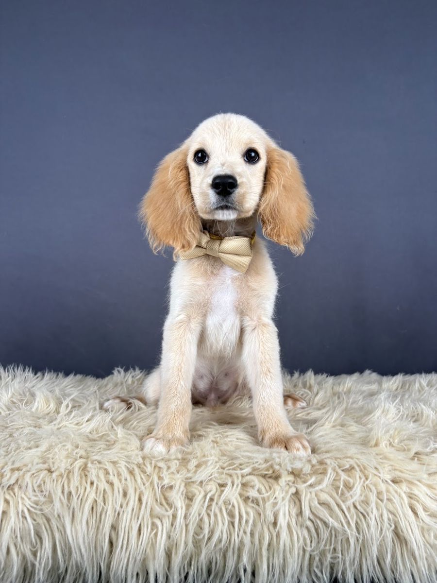 John - Male Mini Golden Cocker Retriever Puppy