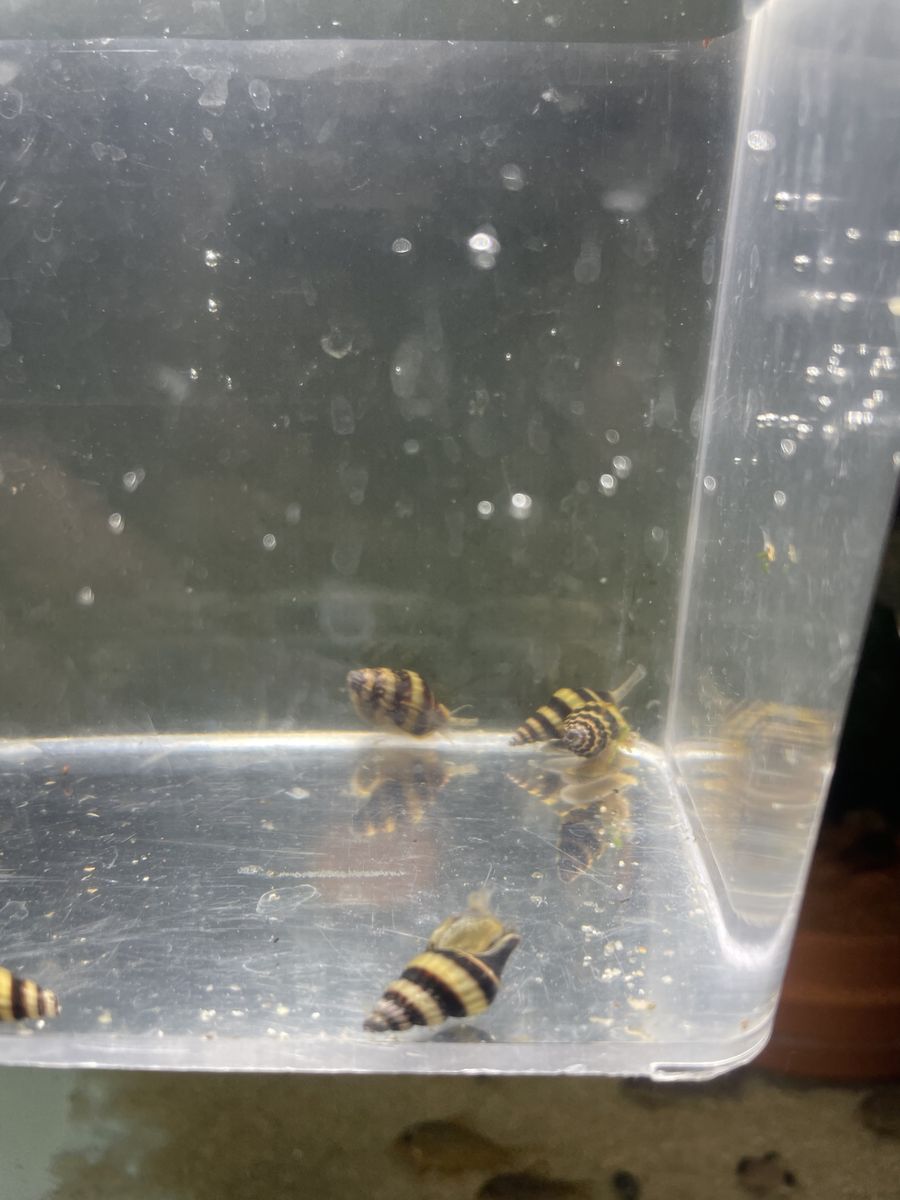 Assassin Snails
