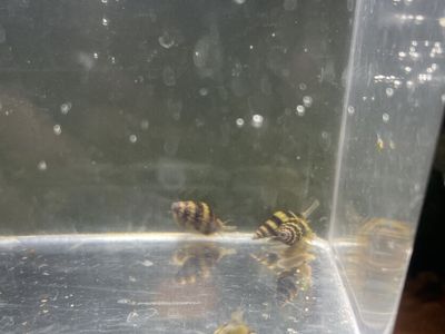 Assassin Snails