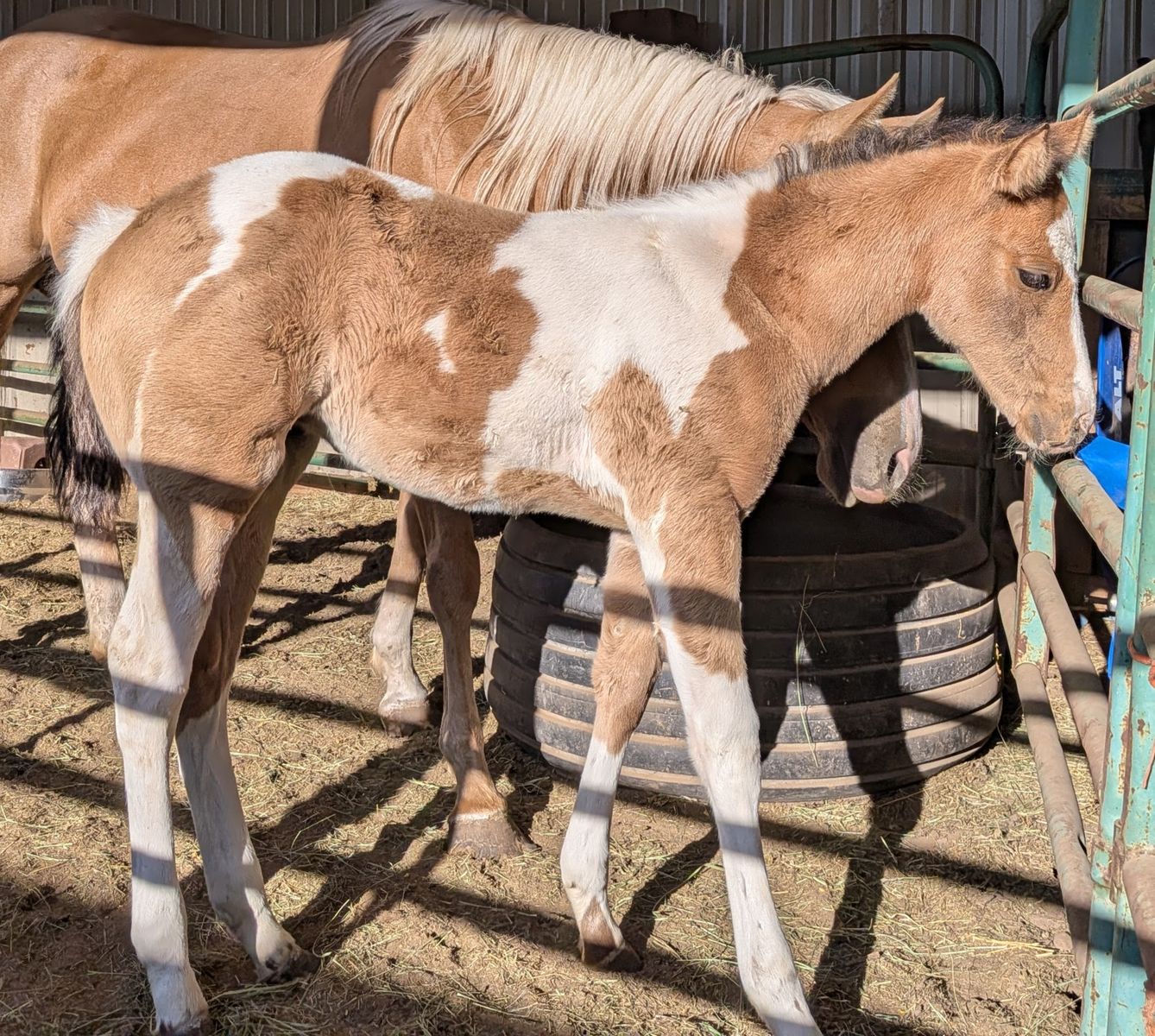 Flashy Buckskin Paint Filly – Born March 24