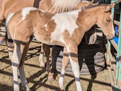 Flashy Buckskin Paint Filly – Born March 24