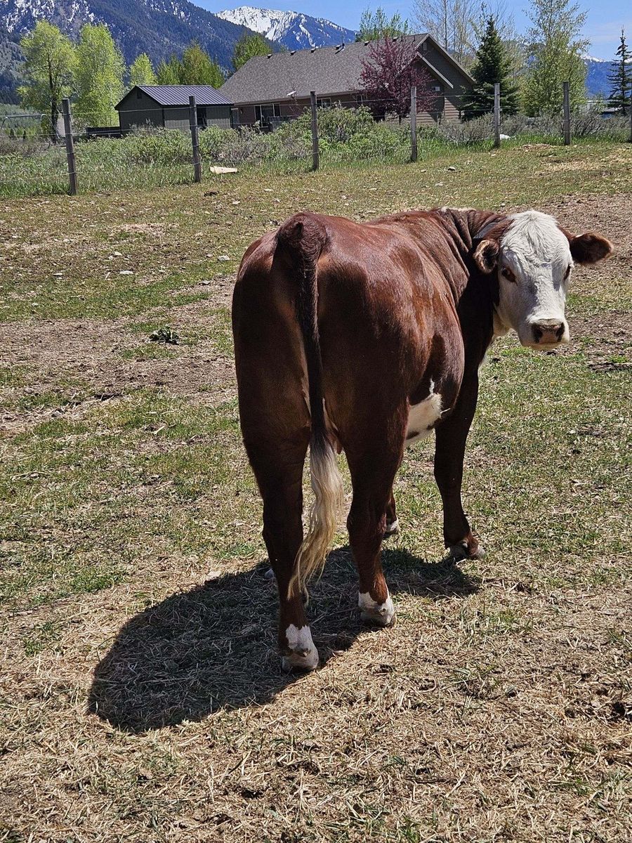 Herford bull