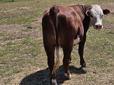 Herford bull
