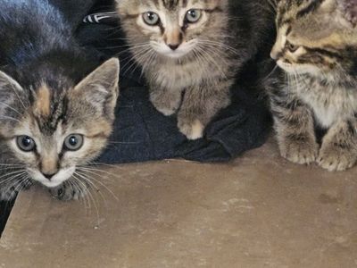 Free kittens