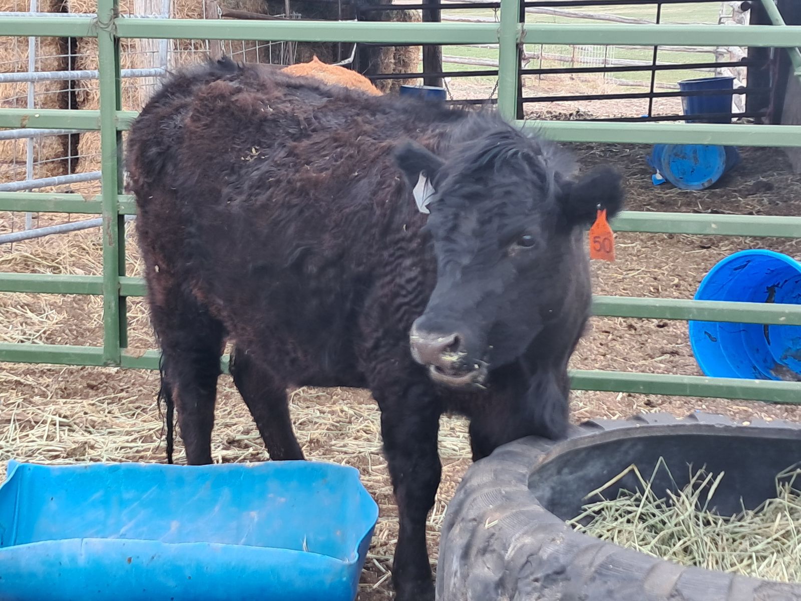 3 Mini Highland/Angus Heifers