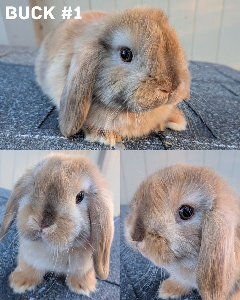 8 week old Pedigreed Holland Lops