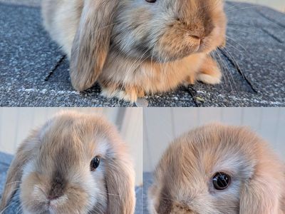 8 week old Pedigreed Holland Lops