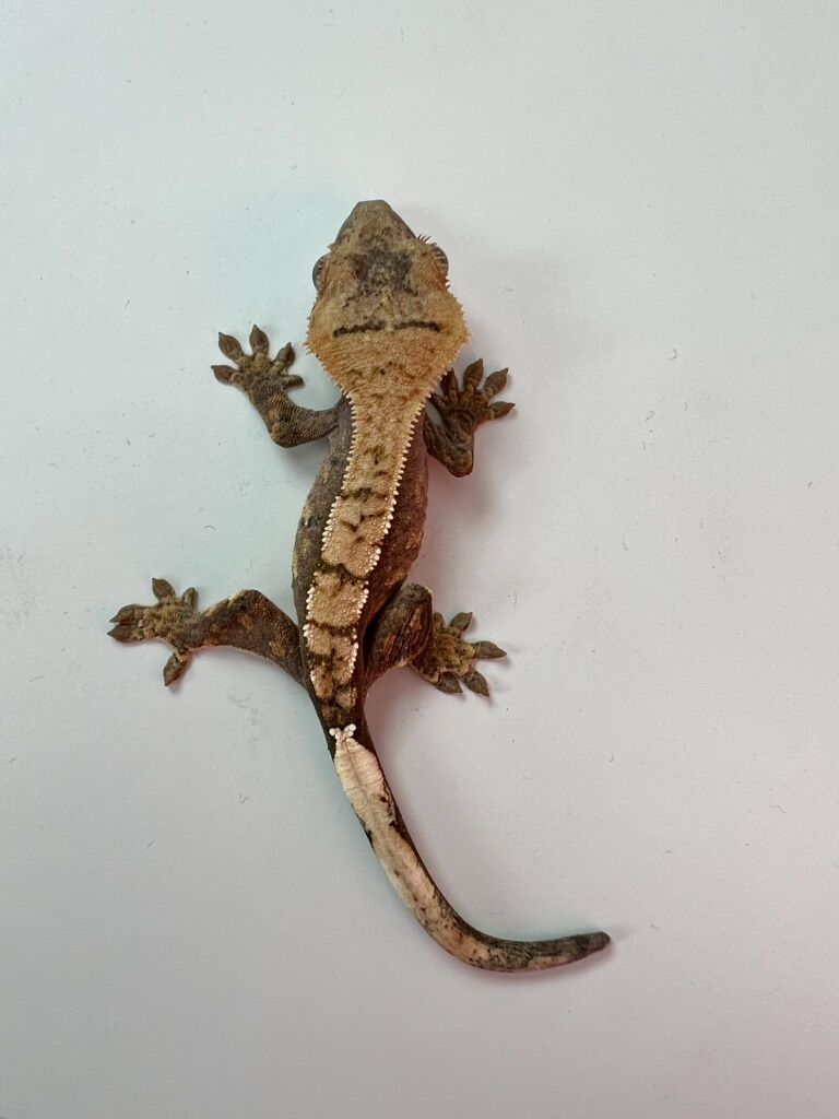 Cute Crested Gecko