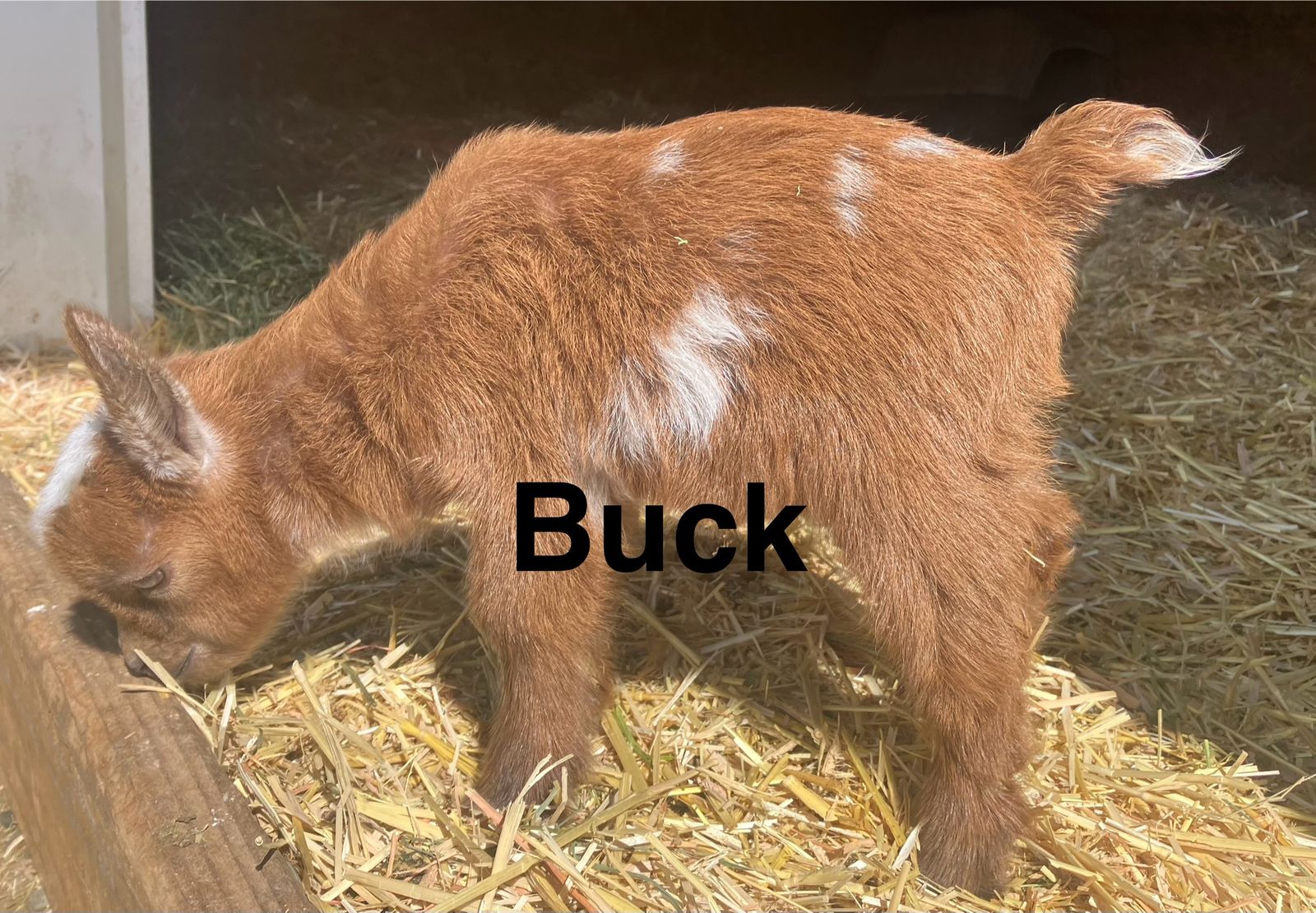 Flashy Nigerian Dwarf Kids, $100-$175