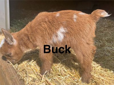 Flashy Nigerian Dwarf Kids, $100-$175