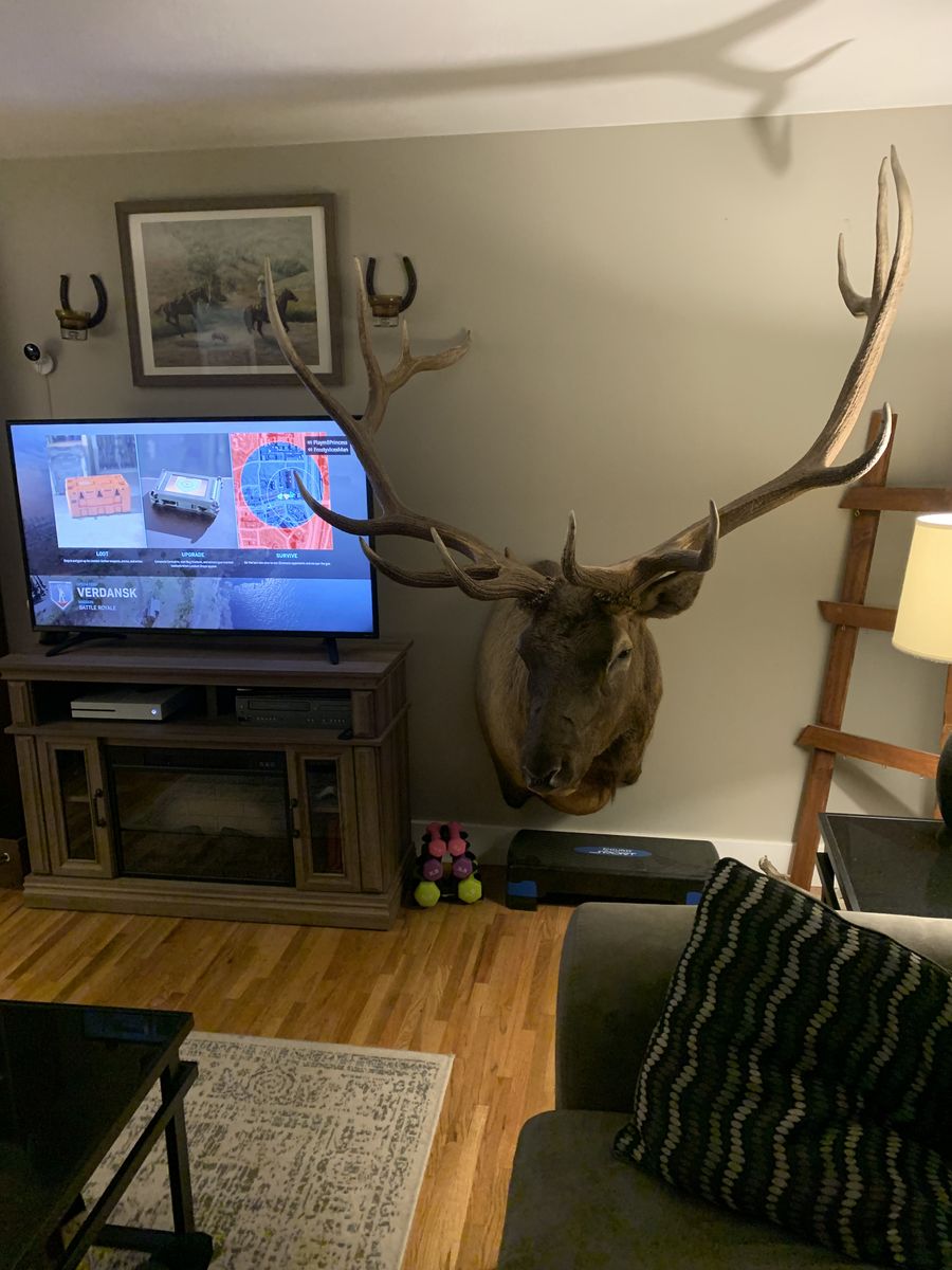 Bull Elk Mount