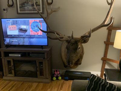 Bull Elk Mount