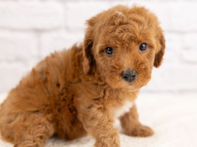 Beautiful Red Cavapoo Puppies Available!