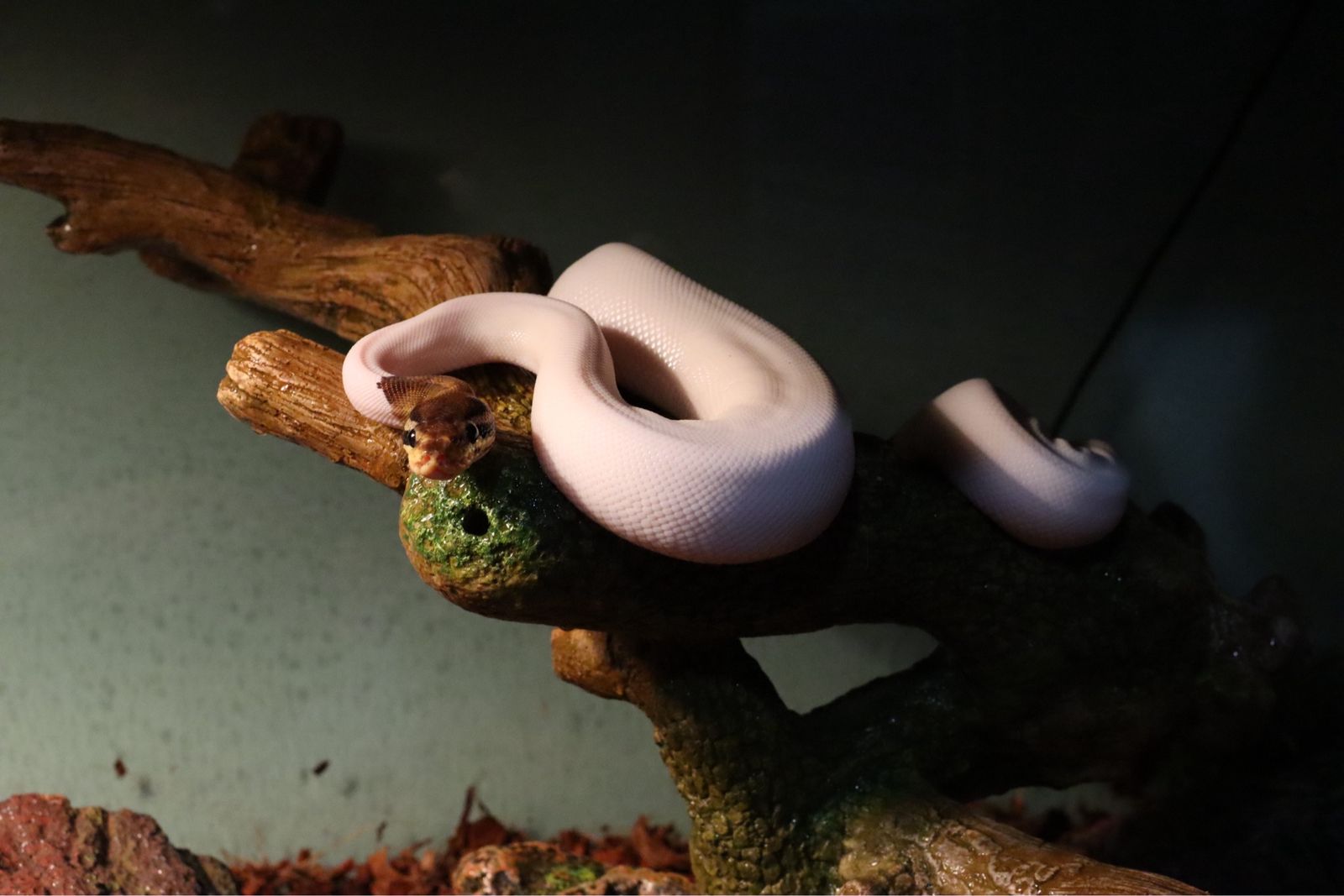 Pied Ball Python Het For Albino