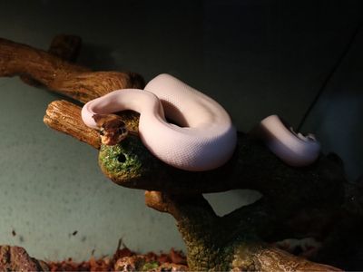 Pied Ball Python Het For Albino