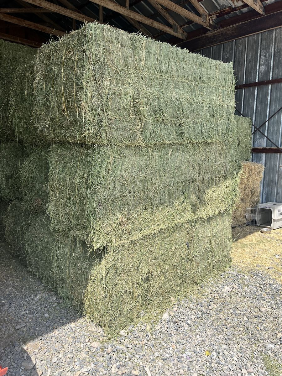 Premium Alfalfa Hay Large Bales 3rd crop - Barn Stored Livestock Feed