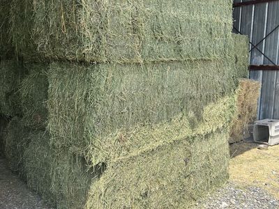 Premium Alfalfa Hay Large Bales 3rd crop - Barn Stored Livestock Feed