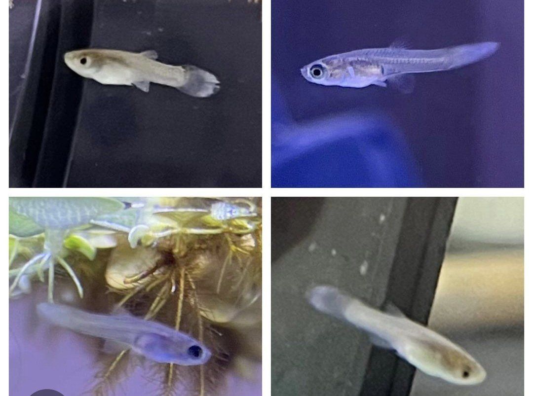 Guppy fry