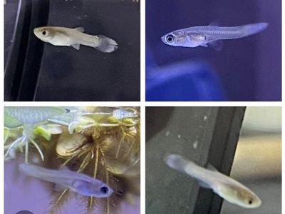 Guppy fry