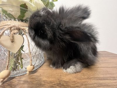 VM black English Angora buck