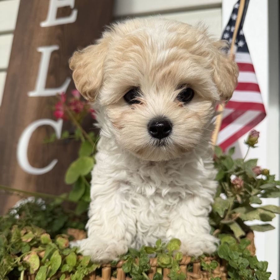 Morkie female! Ready for new home! (Yorkie Maltese)