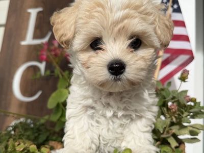 Morkie female! Ready for new home! (Yorkie Maltese)