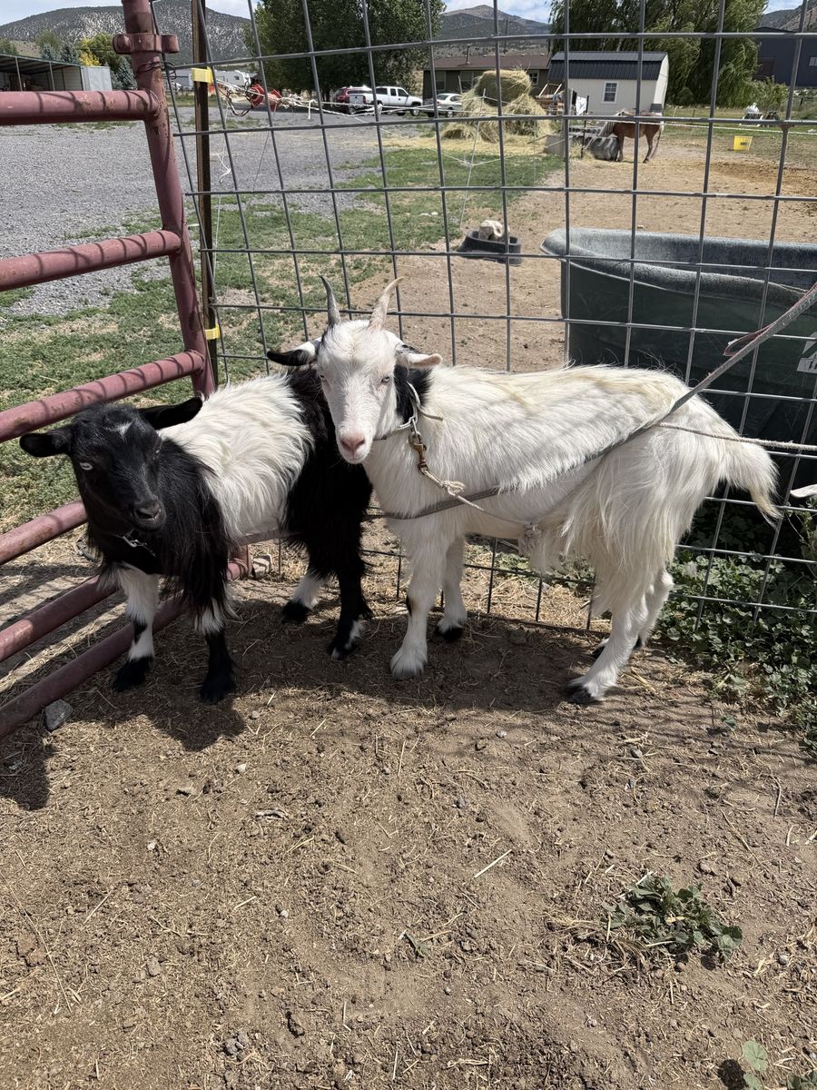 Fainting goats