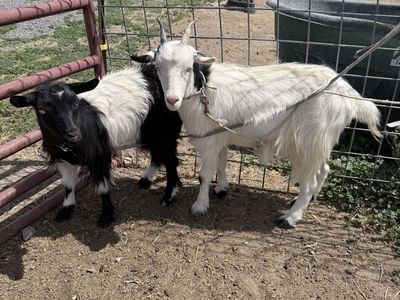 Fainting goats