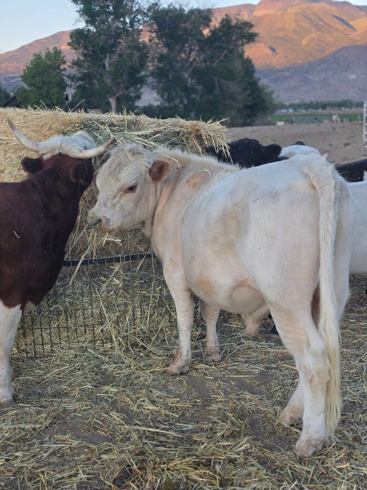 minnie cattle