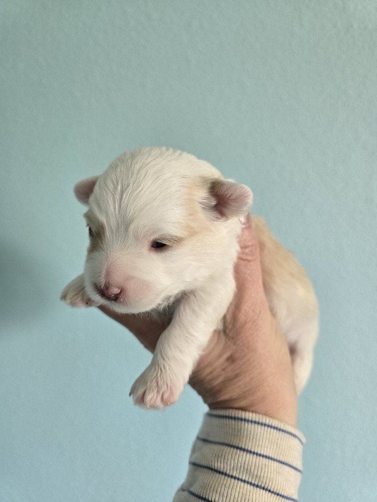 Beautiful Aussiedoodle (Aussiepoo) Puppies